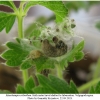 musch cribrellum larva6 volg11